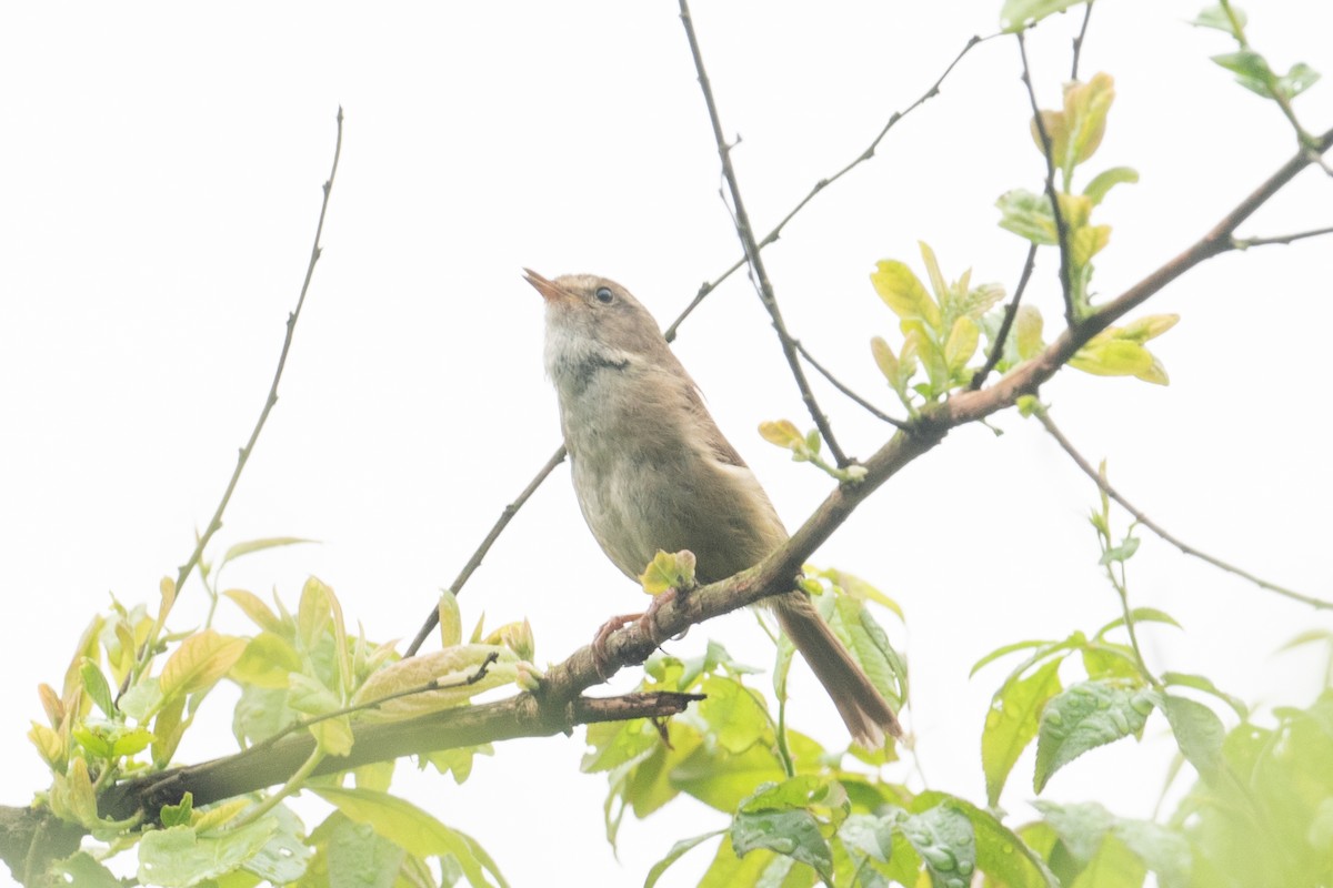 Brownish-flanked Bush Warbler - ML627305755