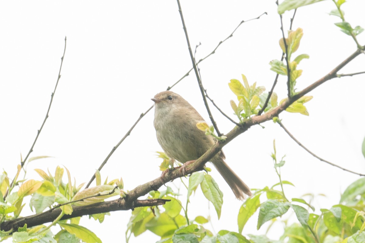 Brownish-flanked Bush Warbler - ML627305756