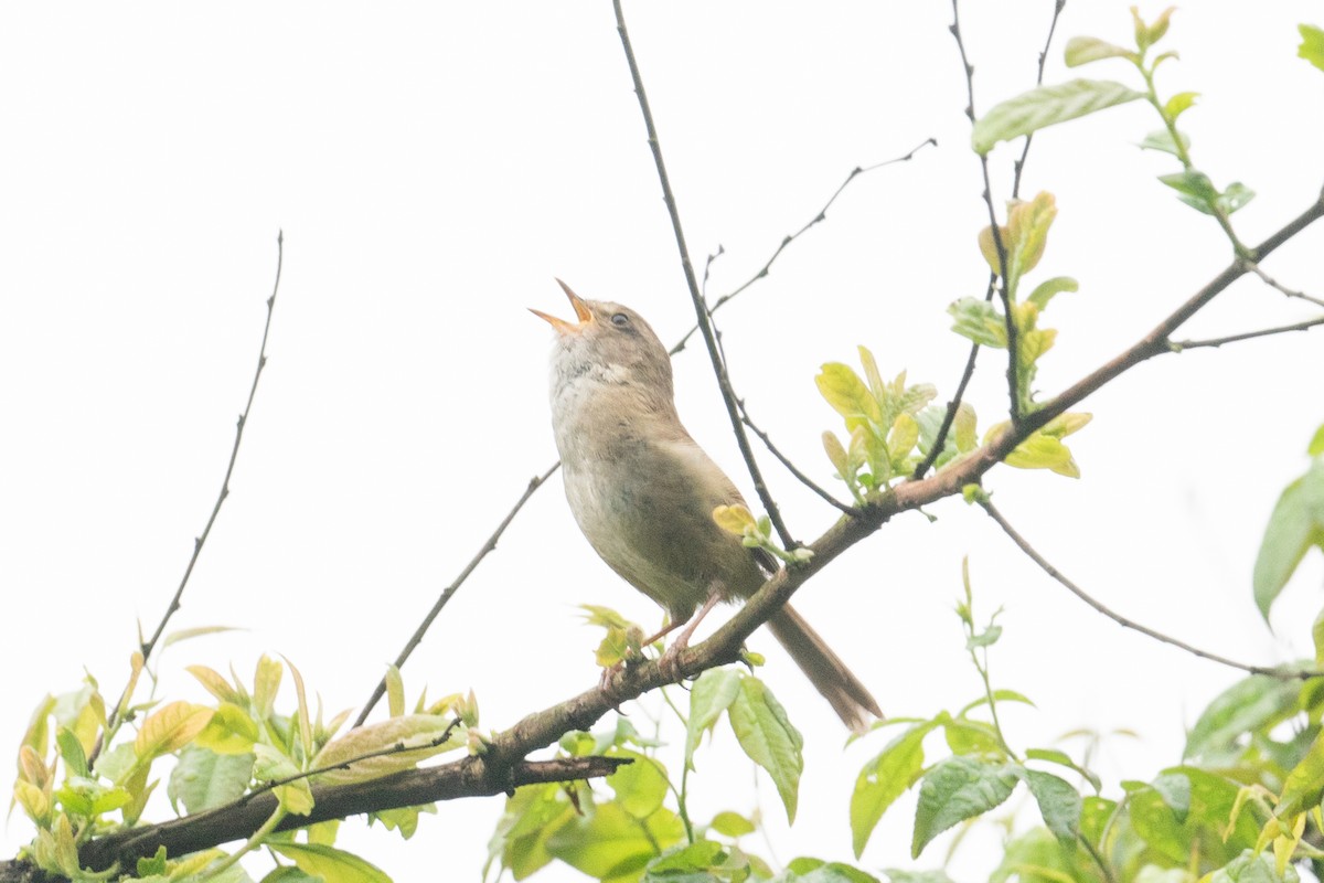 Brownish-flanked Bush Warbler - ML627305757