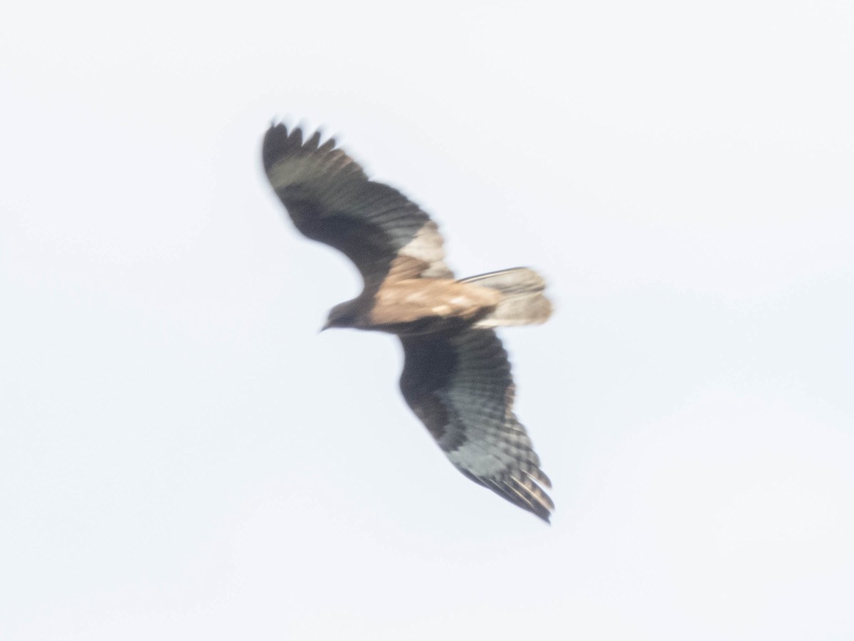 Согсоот гоорбис - ML627305822