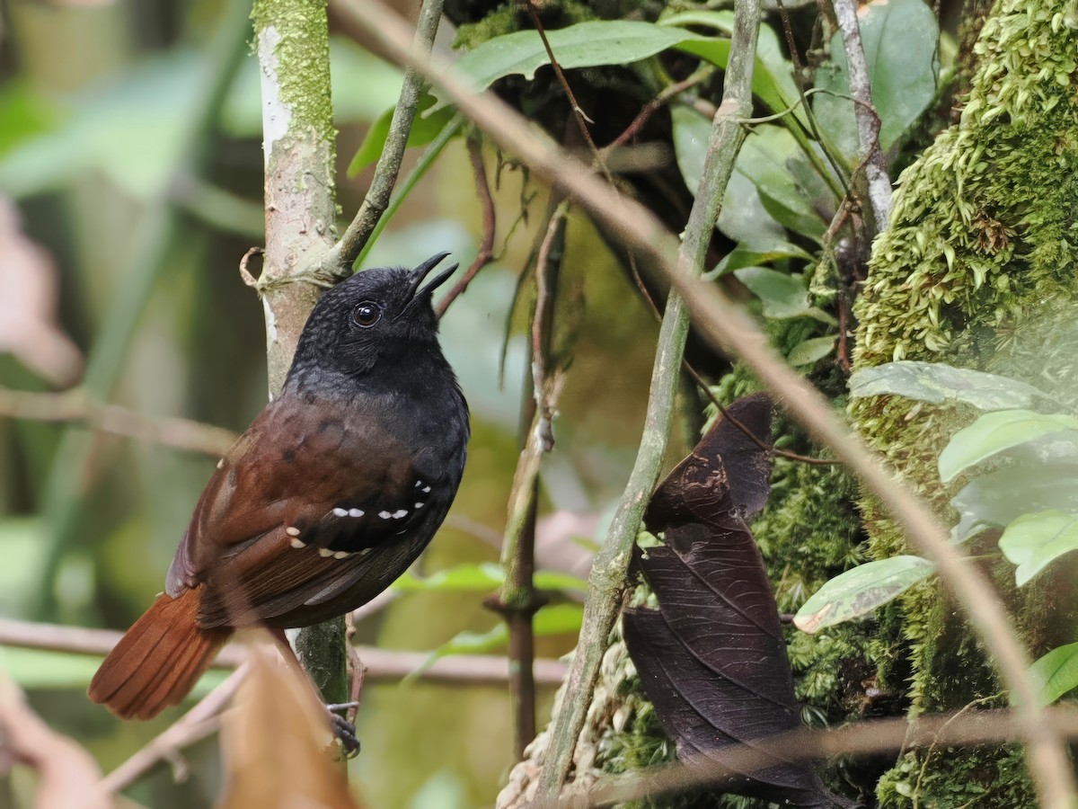 Zimmer's Antbird - ML627305932