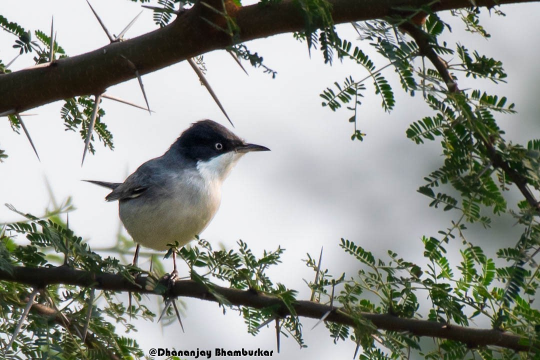 Eastern Orphean Warbler - ML627305955
