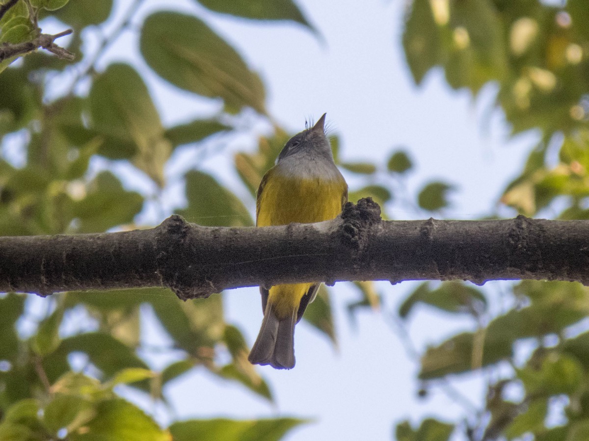 Gray-headed Canary-Flycatcher - ML627306004