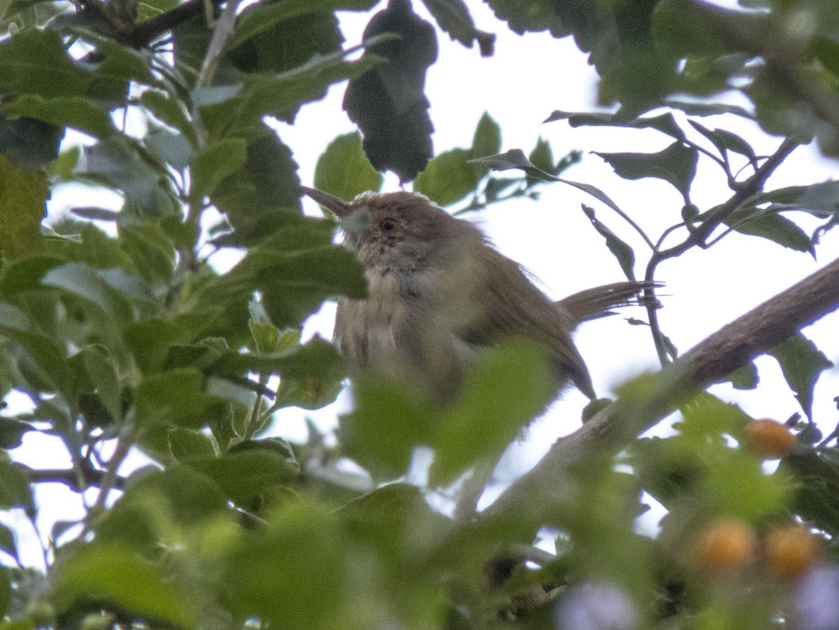 Common Tailorbird - ML627306008