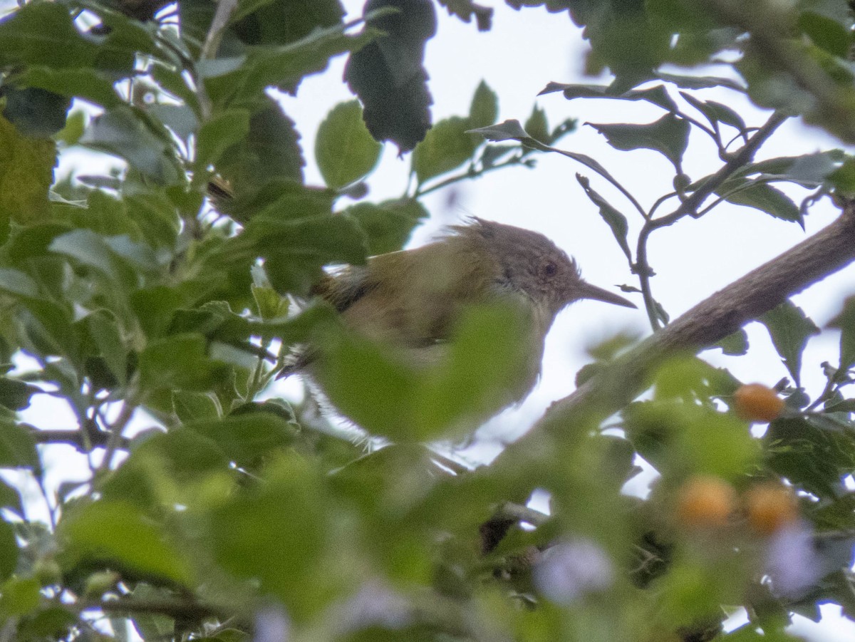 Common Tailorbird - ML627306009