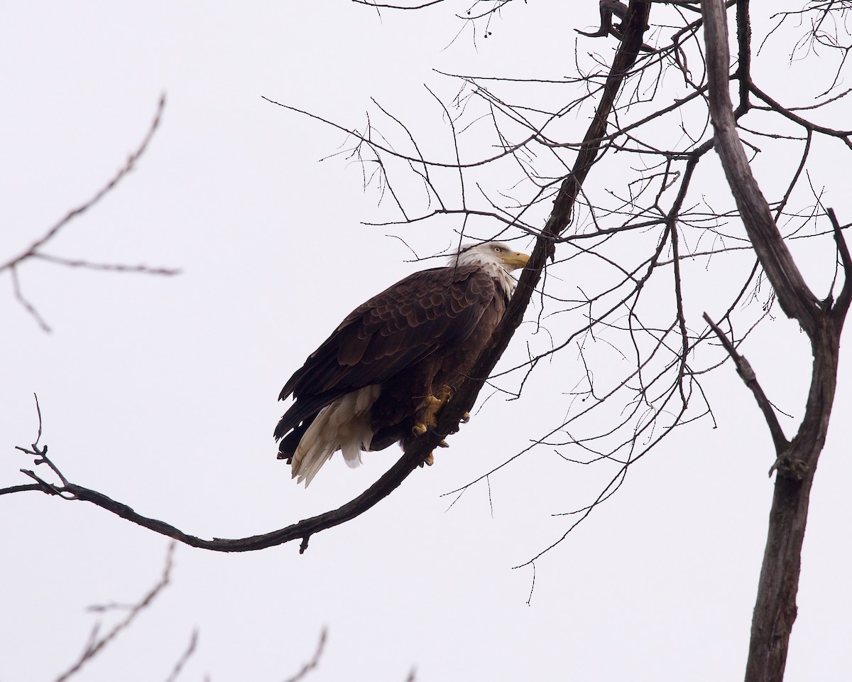 Bald Eagle - ML627306018