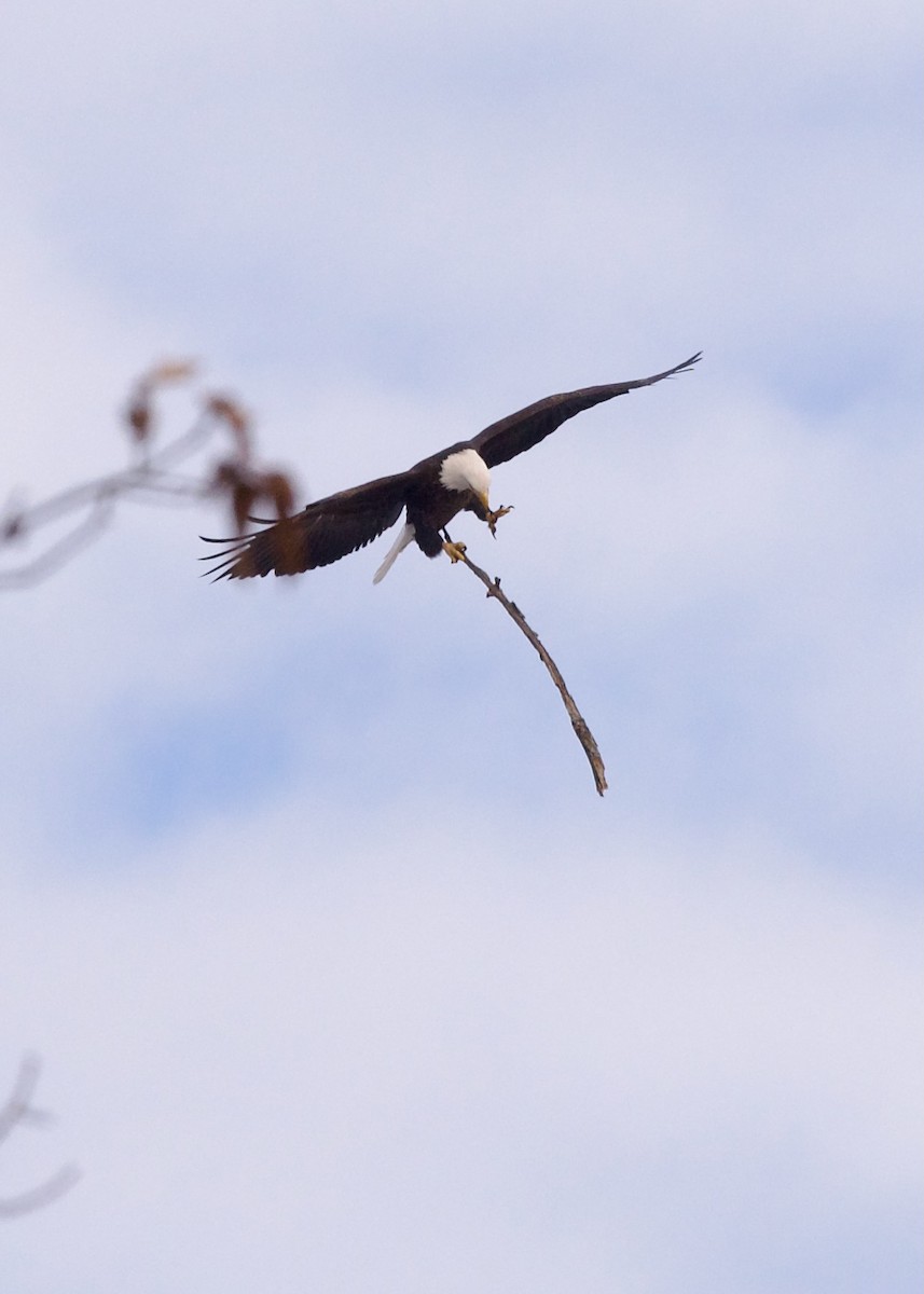 Bald Eagle - ML627306019