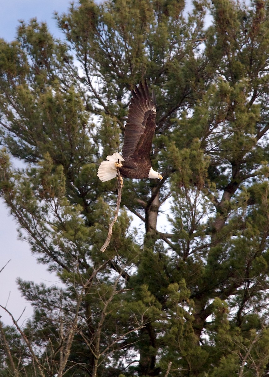 Bald Eagle - ML627306020