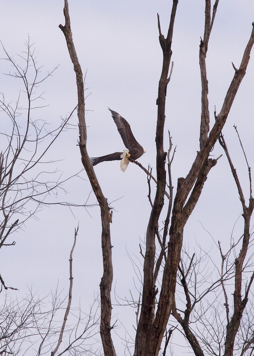 Bald Eagle - ML627306021