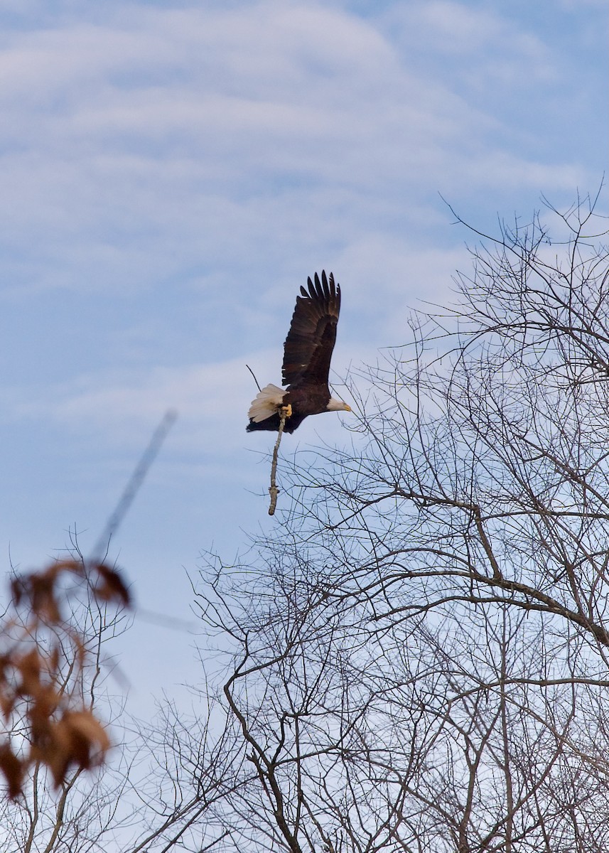 Bald Eagle - ML627306022