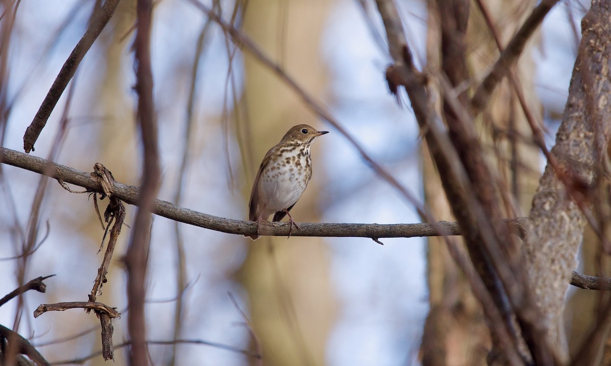 Hermit Thrush - ML627306033