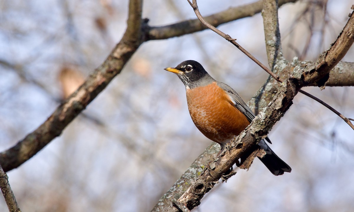 American Robin - ML627306035