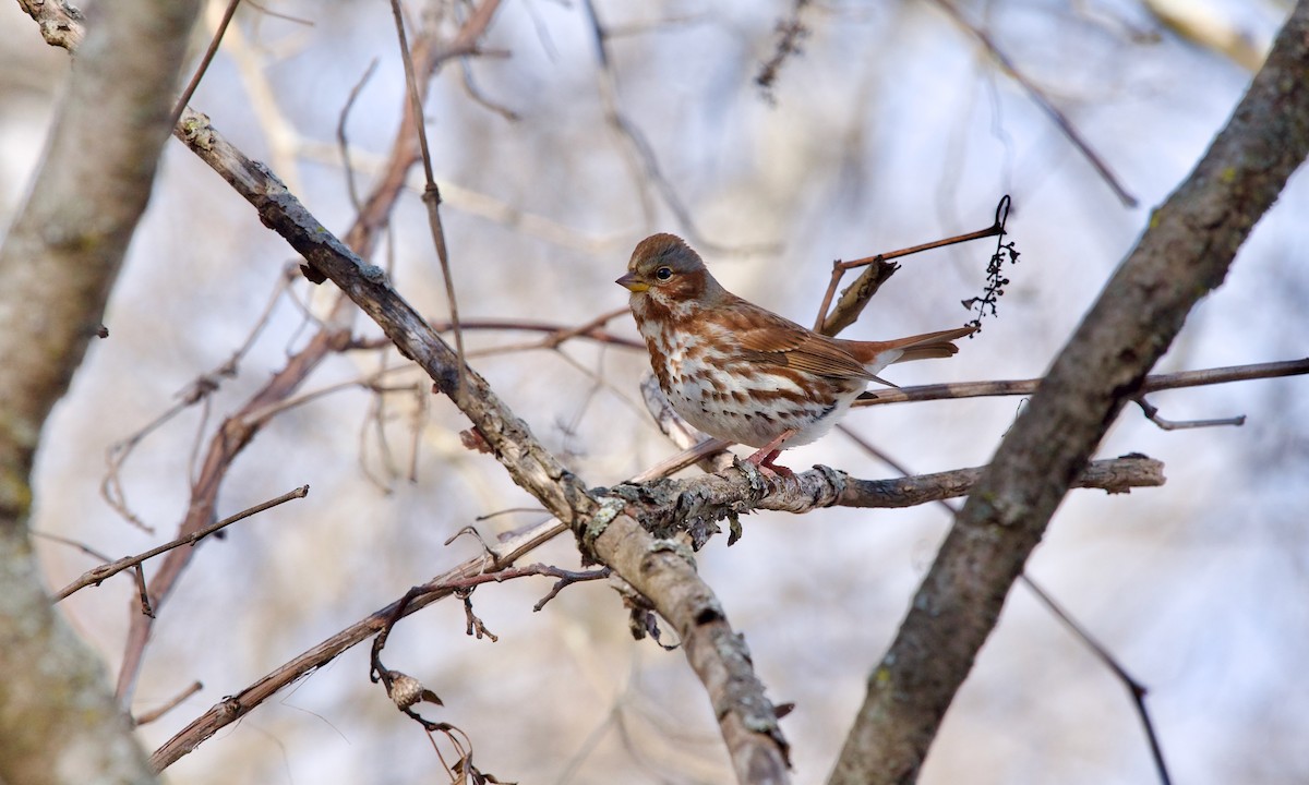 Fox Sparrow - ML627306042