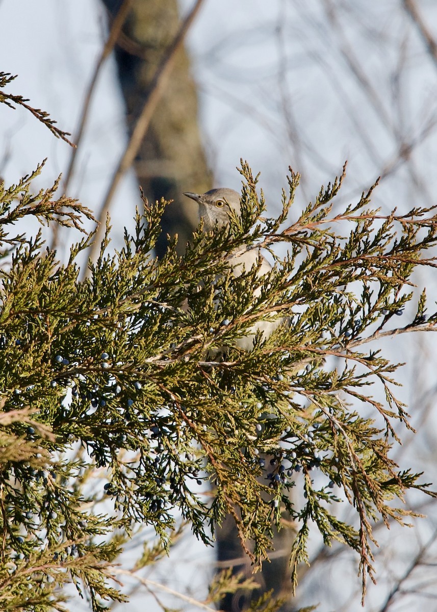 Northern Mockingbird - ML627306082