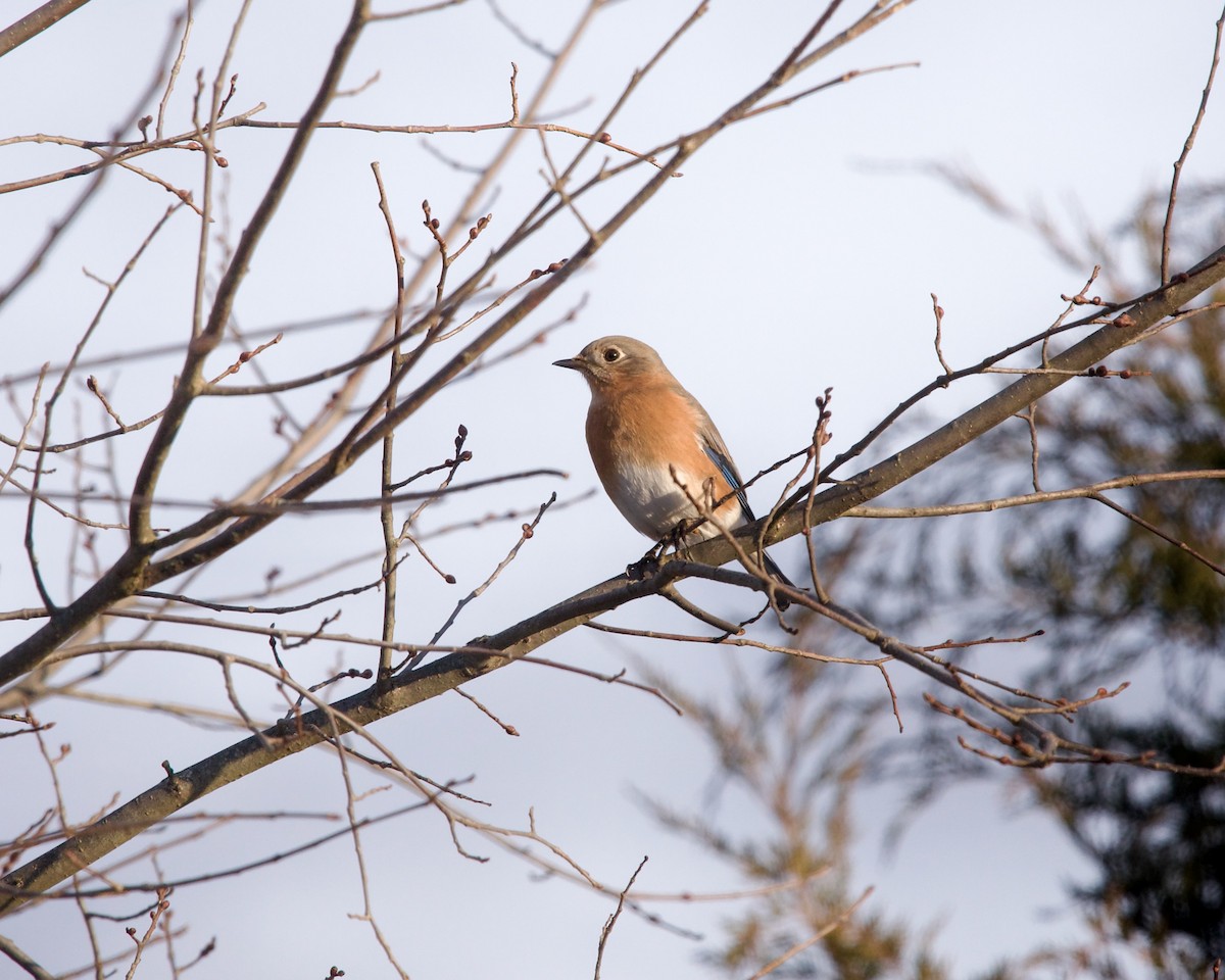 Eastern Bluebird - ML627306086