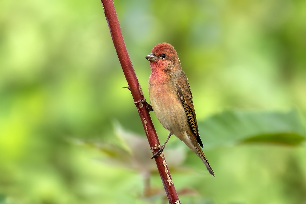 Common Rosefinch - ML627306316