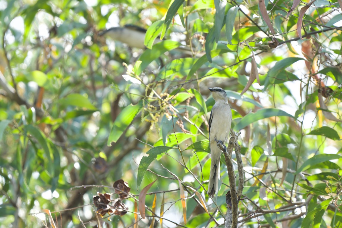 Brown-rumped Minivet - ML627306648