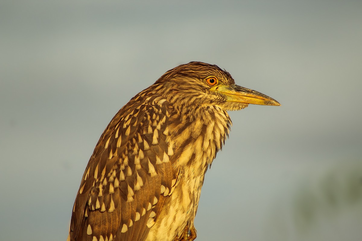 Black-crowned Night Heron - ML627306683