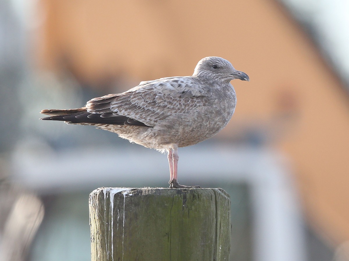 American Herring Gull - ML627306725