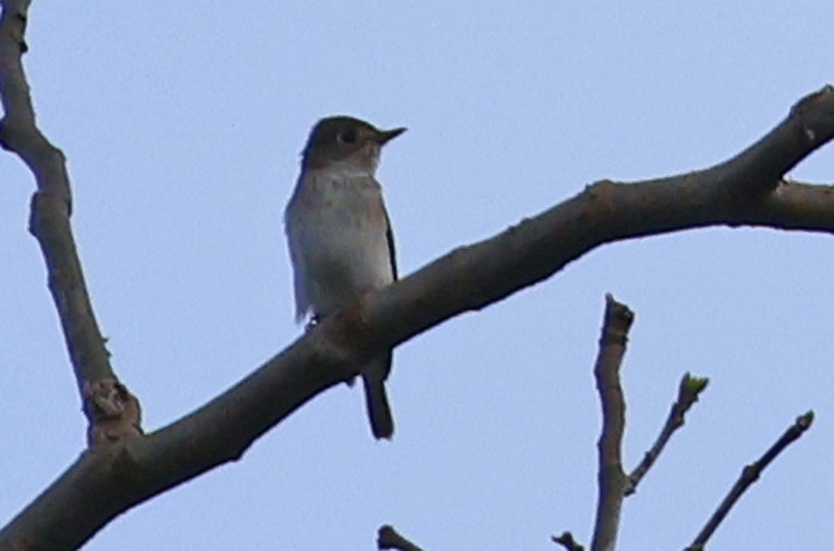 Asian Brown Flycatcher - ML627306840