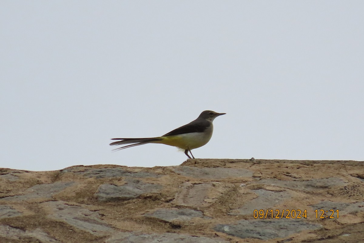 Gray Wagtail - ML627307186