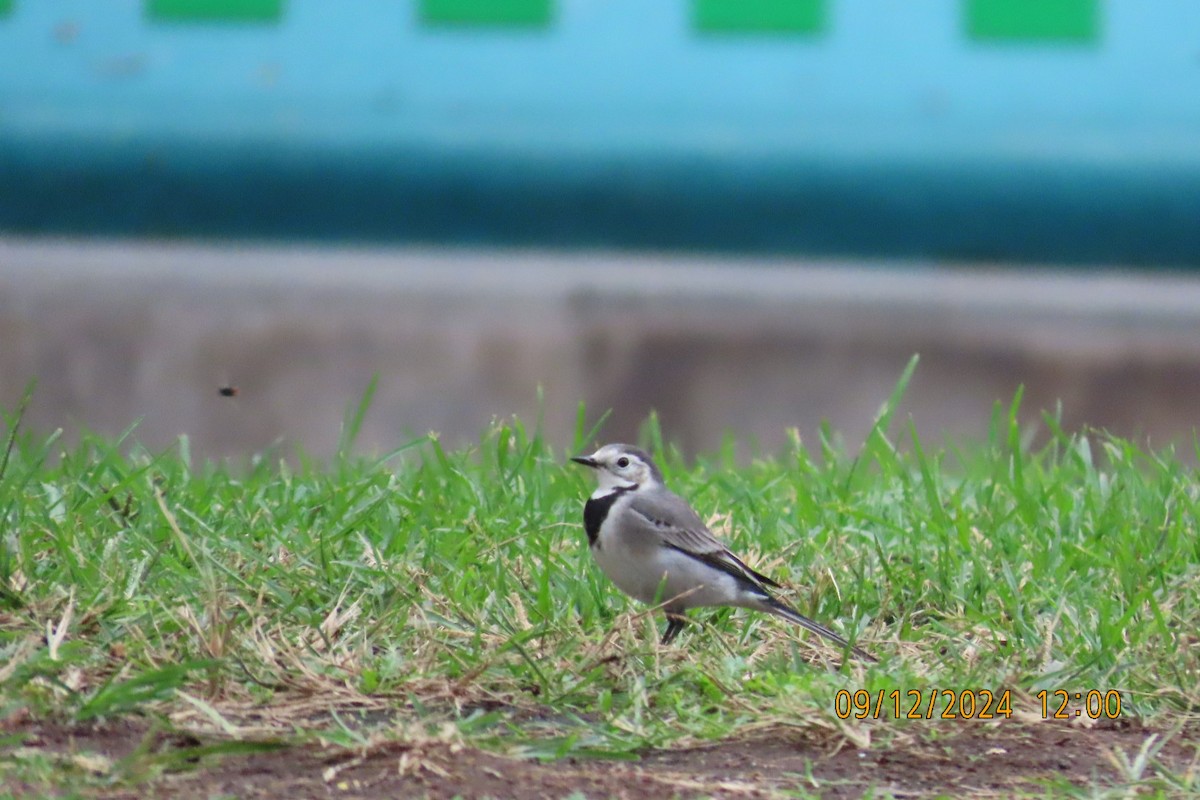 White Wagtail - ML627307204
