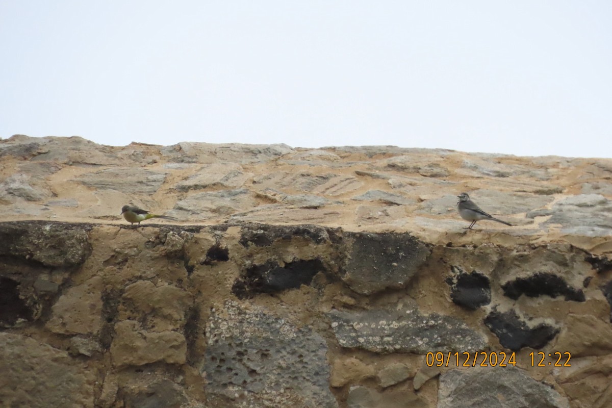 White Wagtail - ML627307208