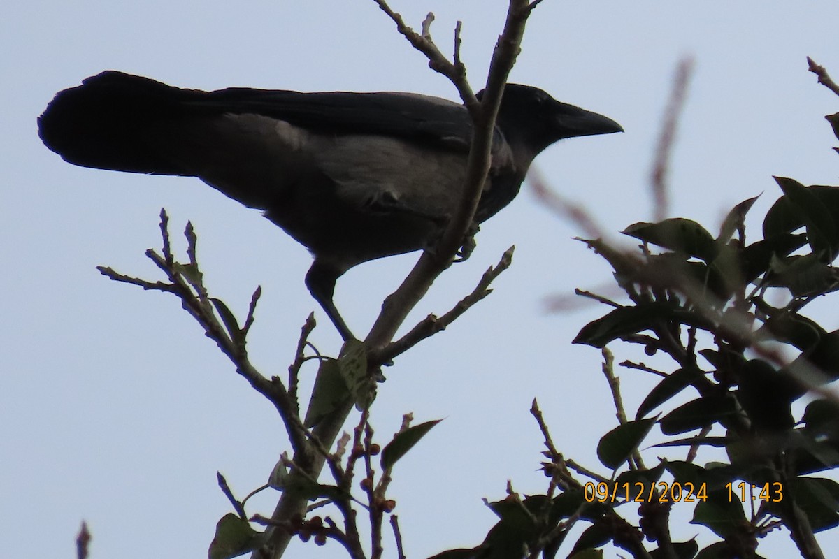 Hooded Crow - ML627307252