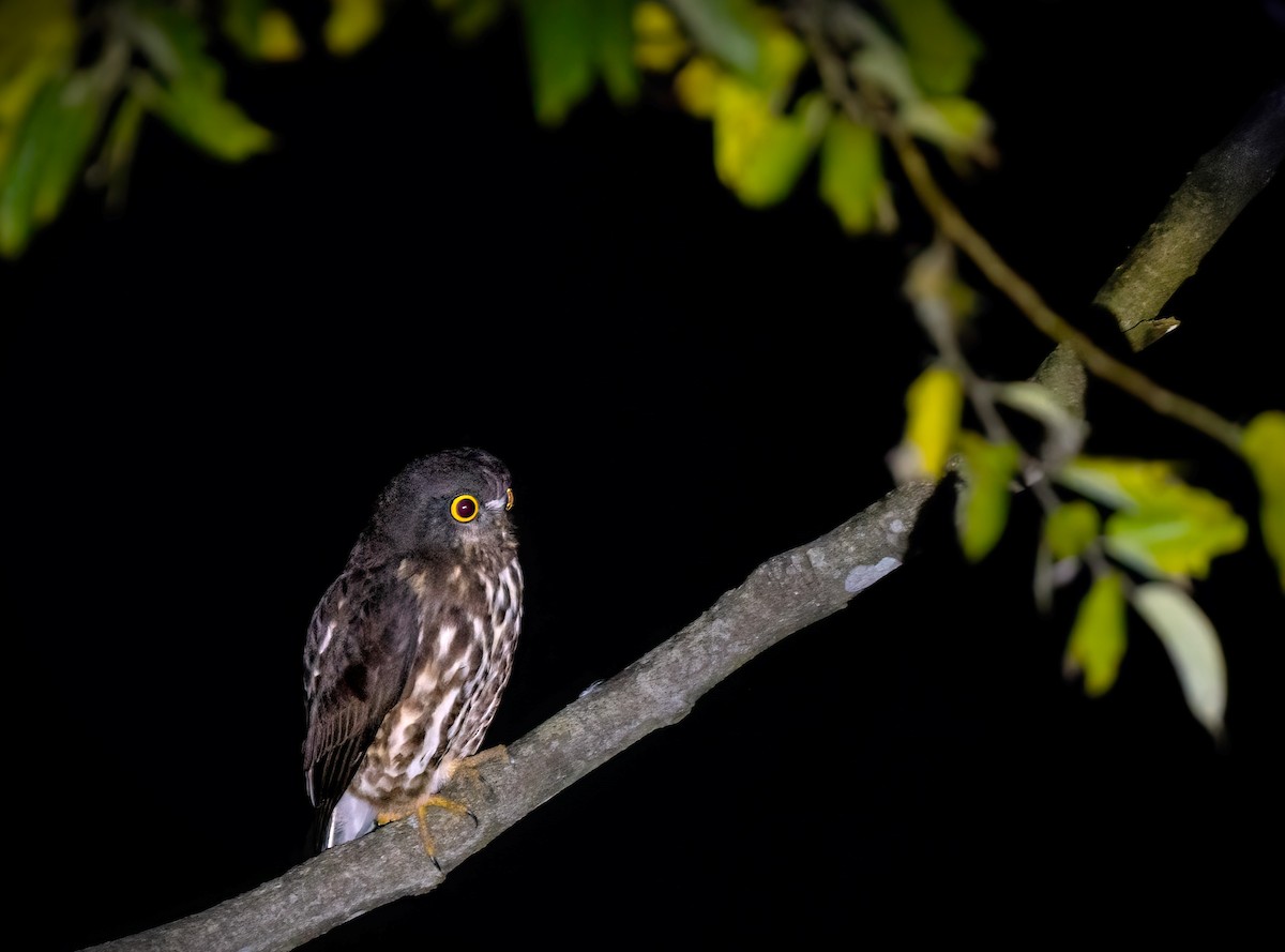 Бор ууль - ML627307495