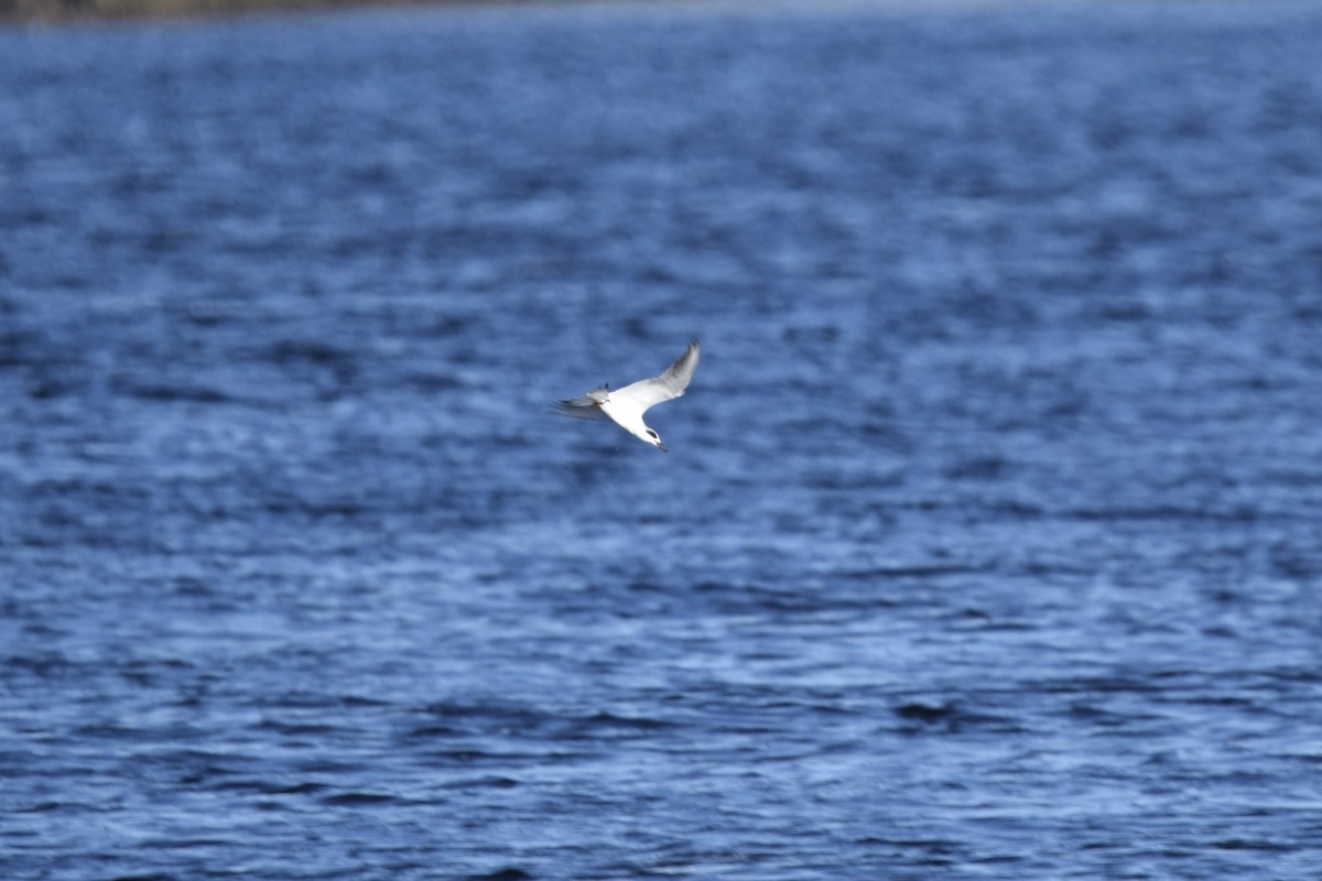 Forster's Tern - ML627307514