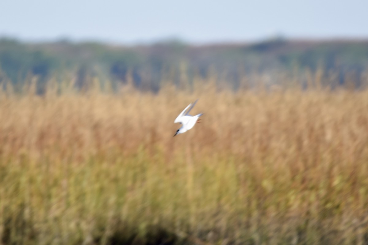 Forster's Tern - ML627307523