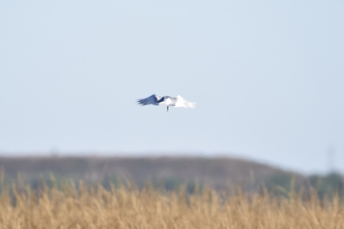 Forster's Tern - ML627307526