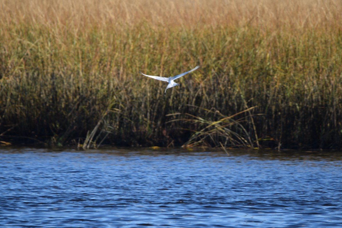 Forster's Tern - ML627307530