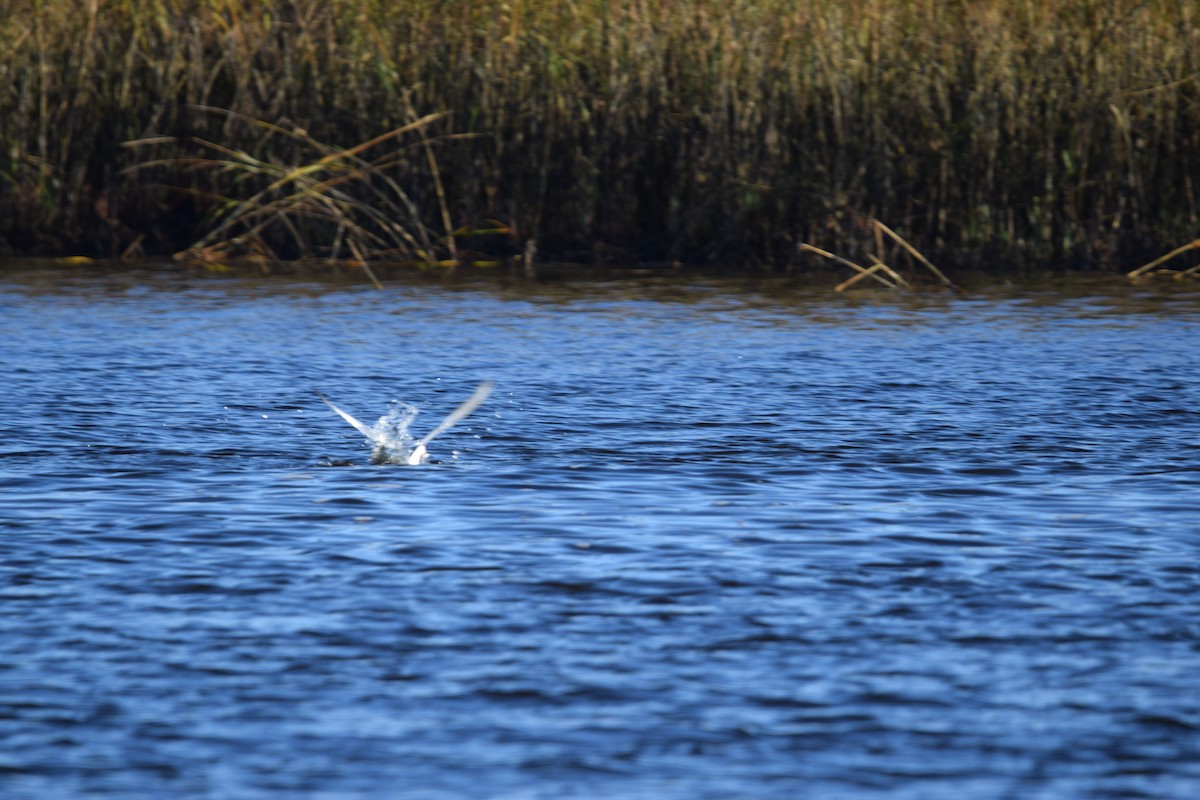 Forster's Tern - ML627307531