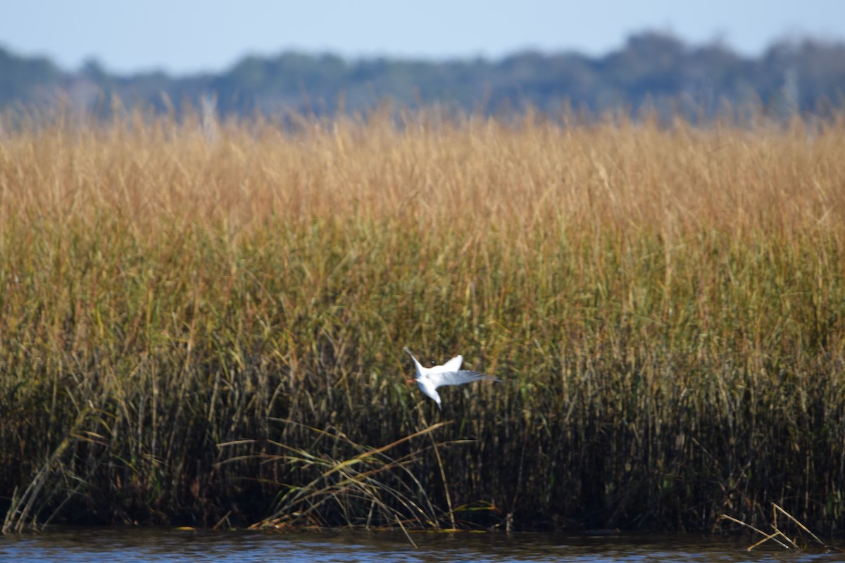 Forster's Tern - ML627307537
