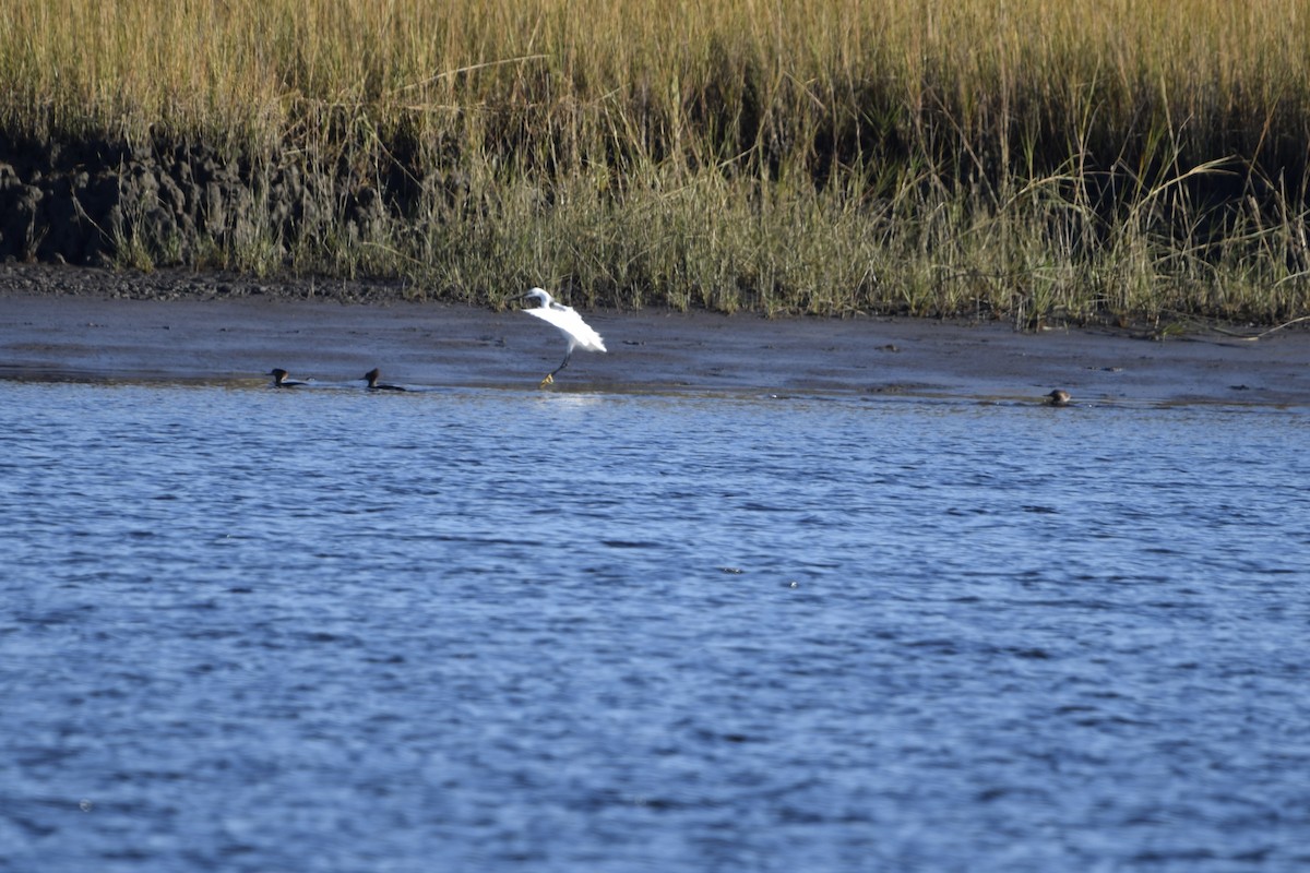 Hooded Merganser - ML627307544