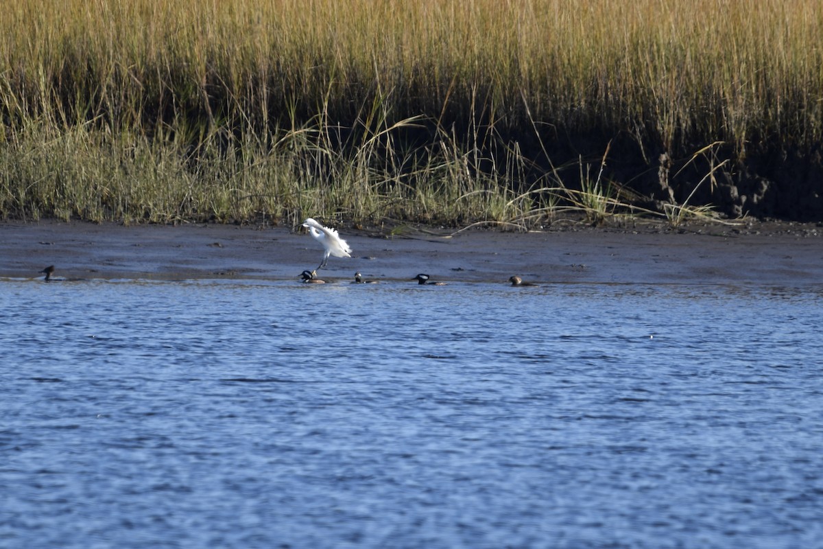 Snowy Egret - ML627307547