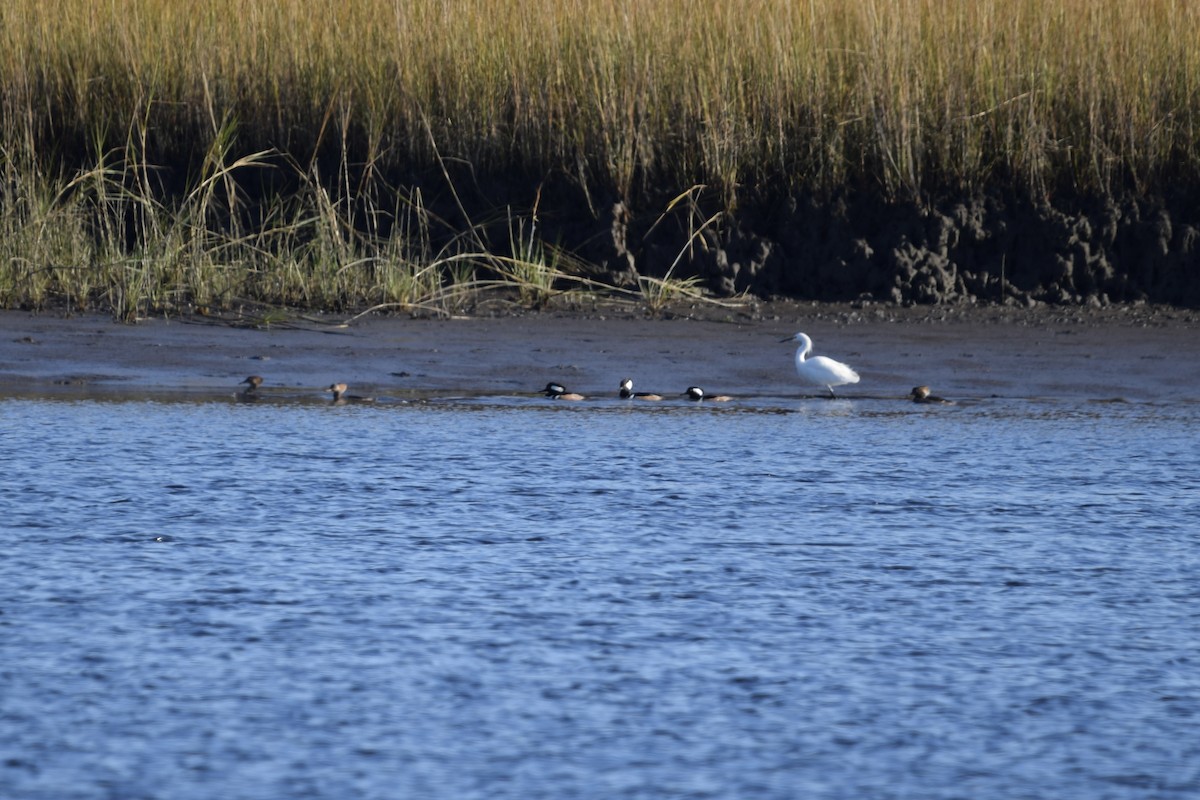 Hooded Merganser - ML627307560
