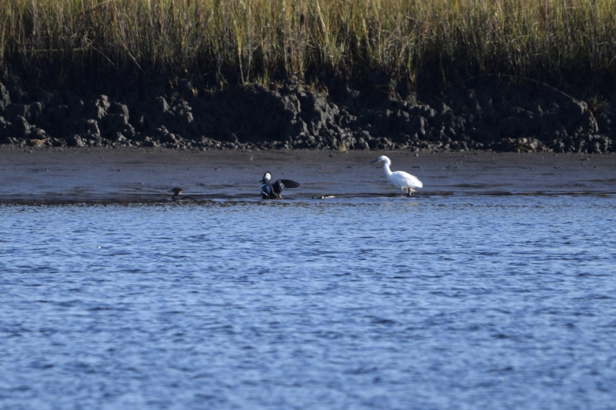 Hooded Merganser - ML627307562