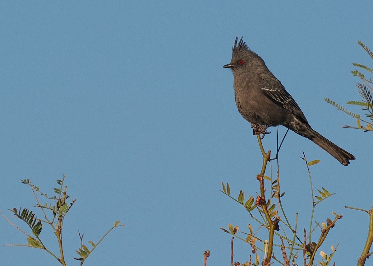 Phainopepla - ML627307571