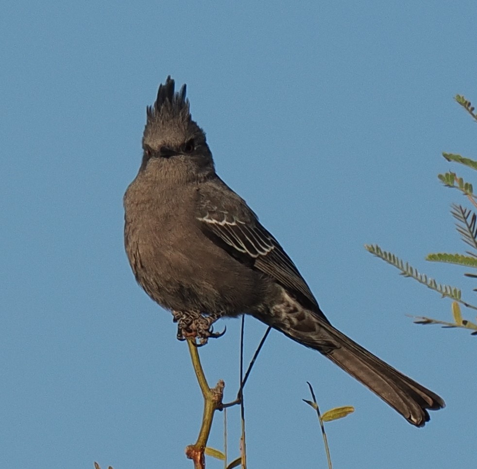 Phainopepla - ML627307572