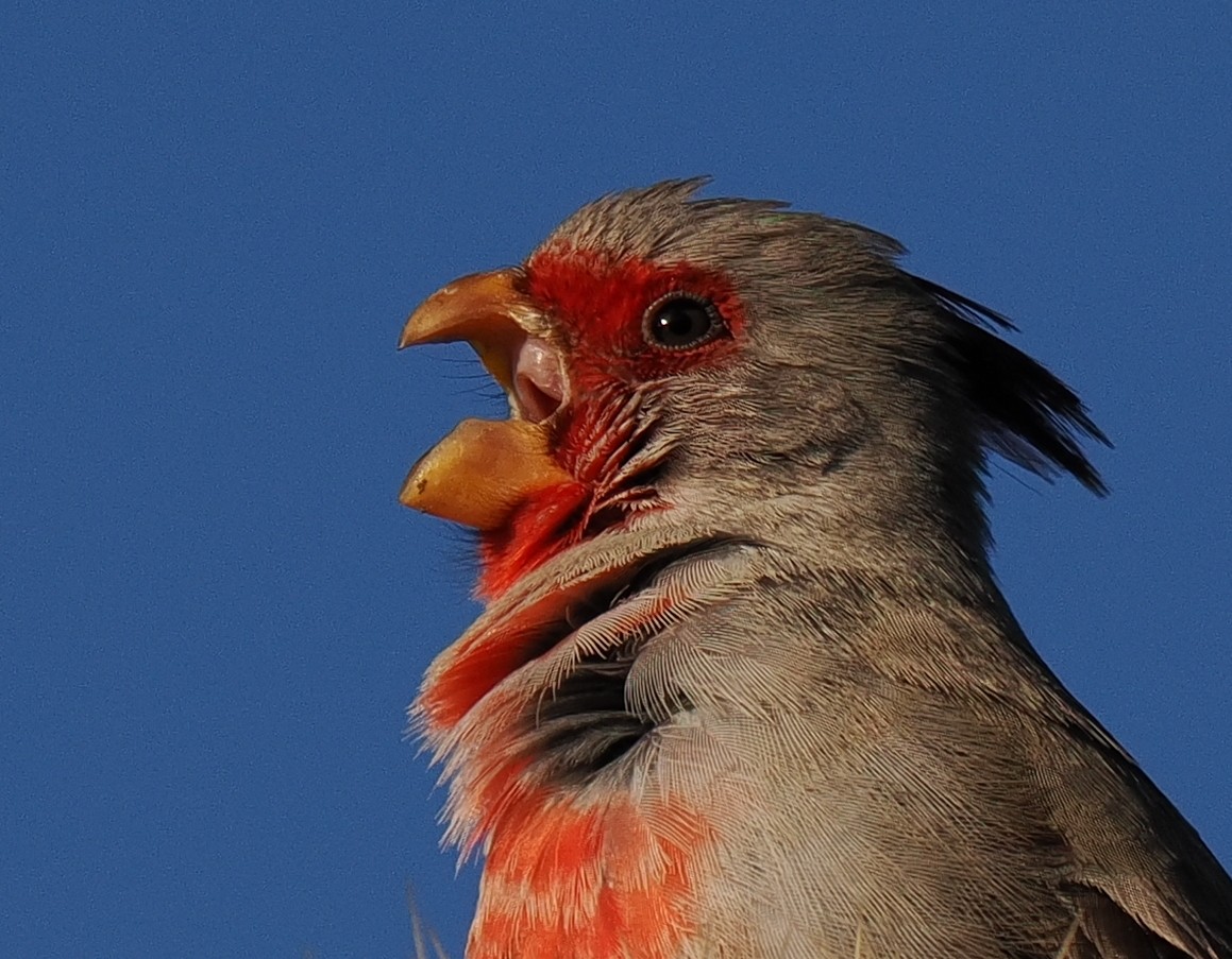 Pyrrhuloxia - ML627307573