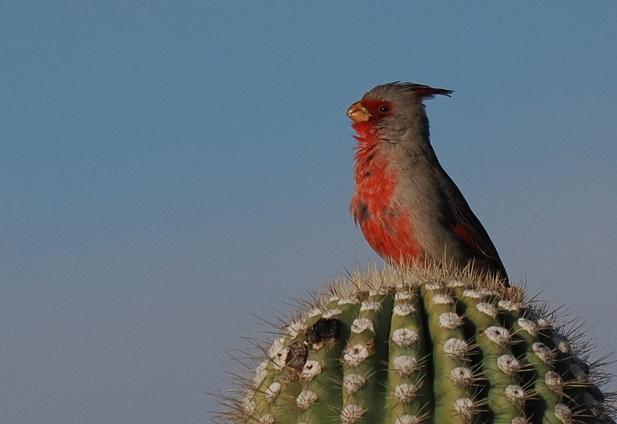 Pyrrhuloxia - ML627307574