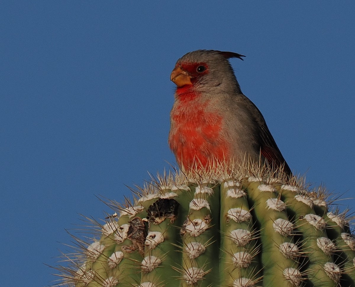 Pyrrhuloxia - ML627307575
