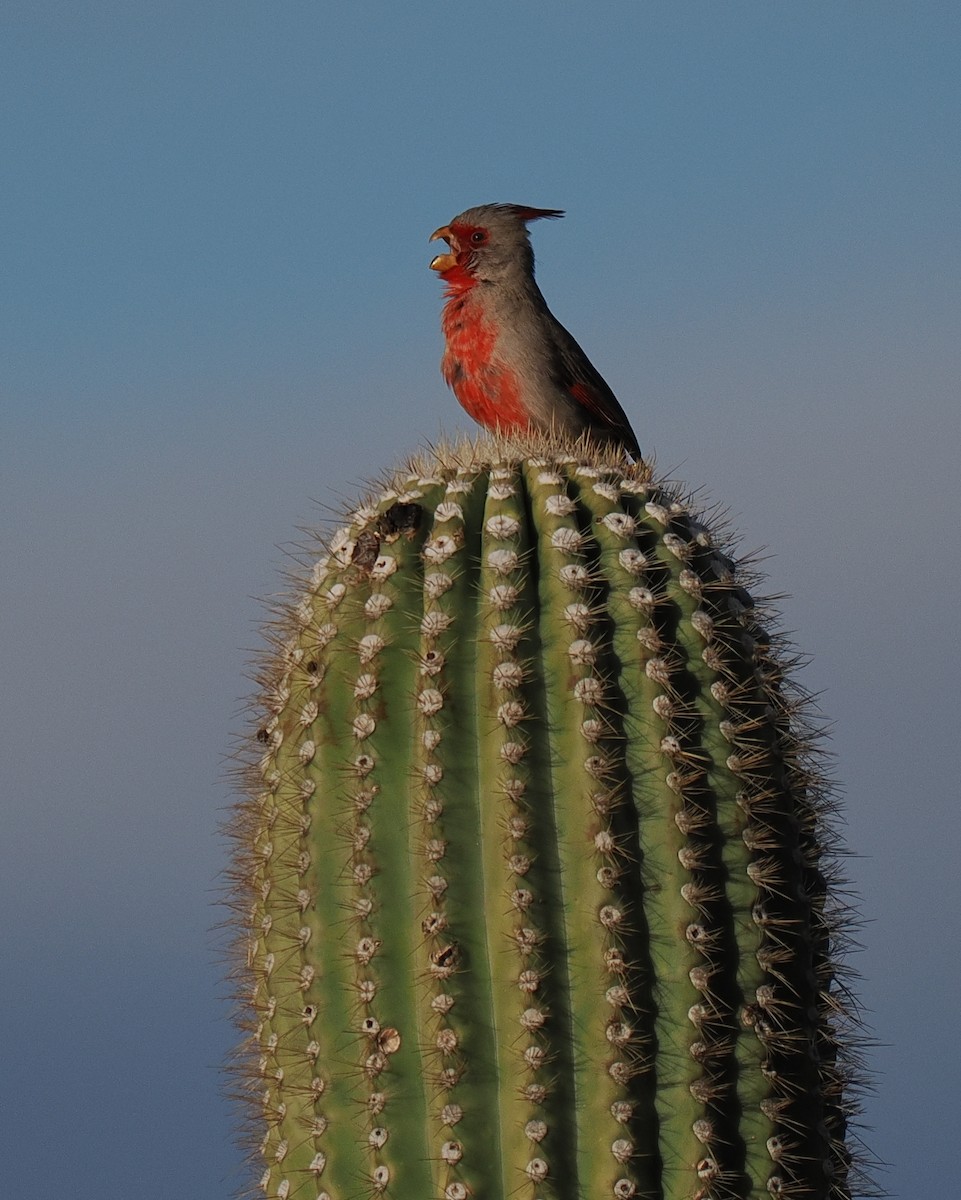 Pyrrhuloxia - ML627307576
