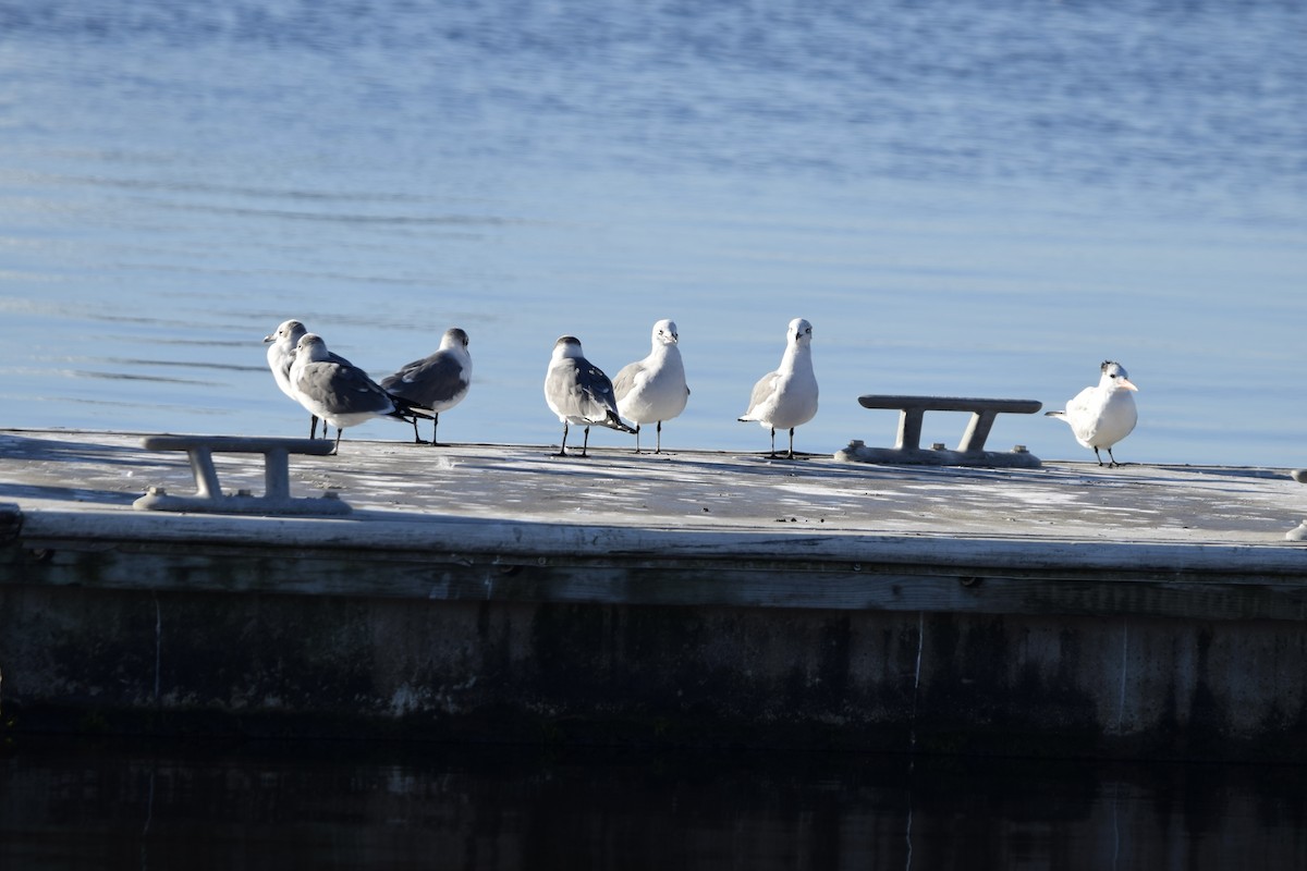 Laughing Gull - ML627307577