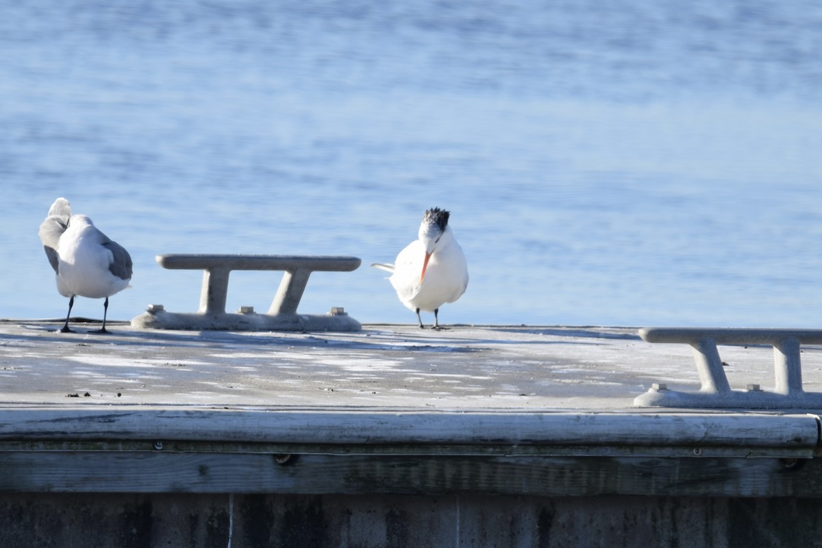 Royal Tern - ML627307588
