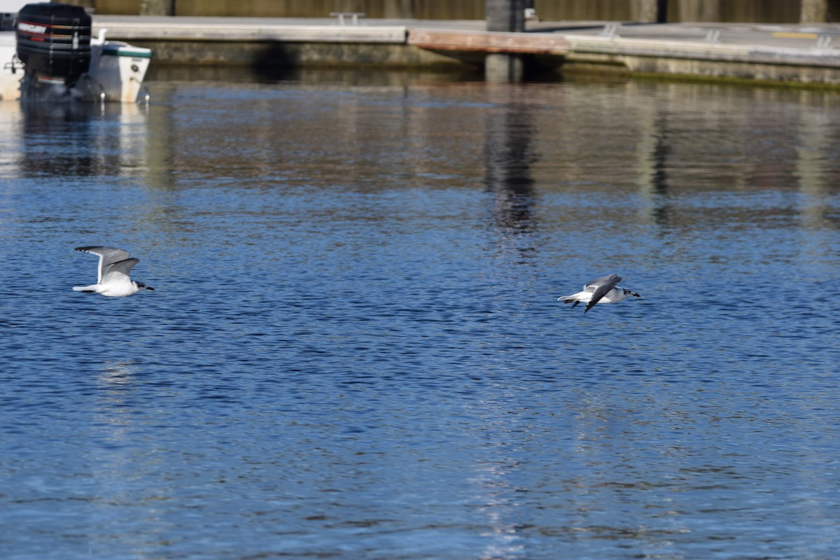 Laughing Gull - ML627307606