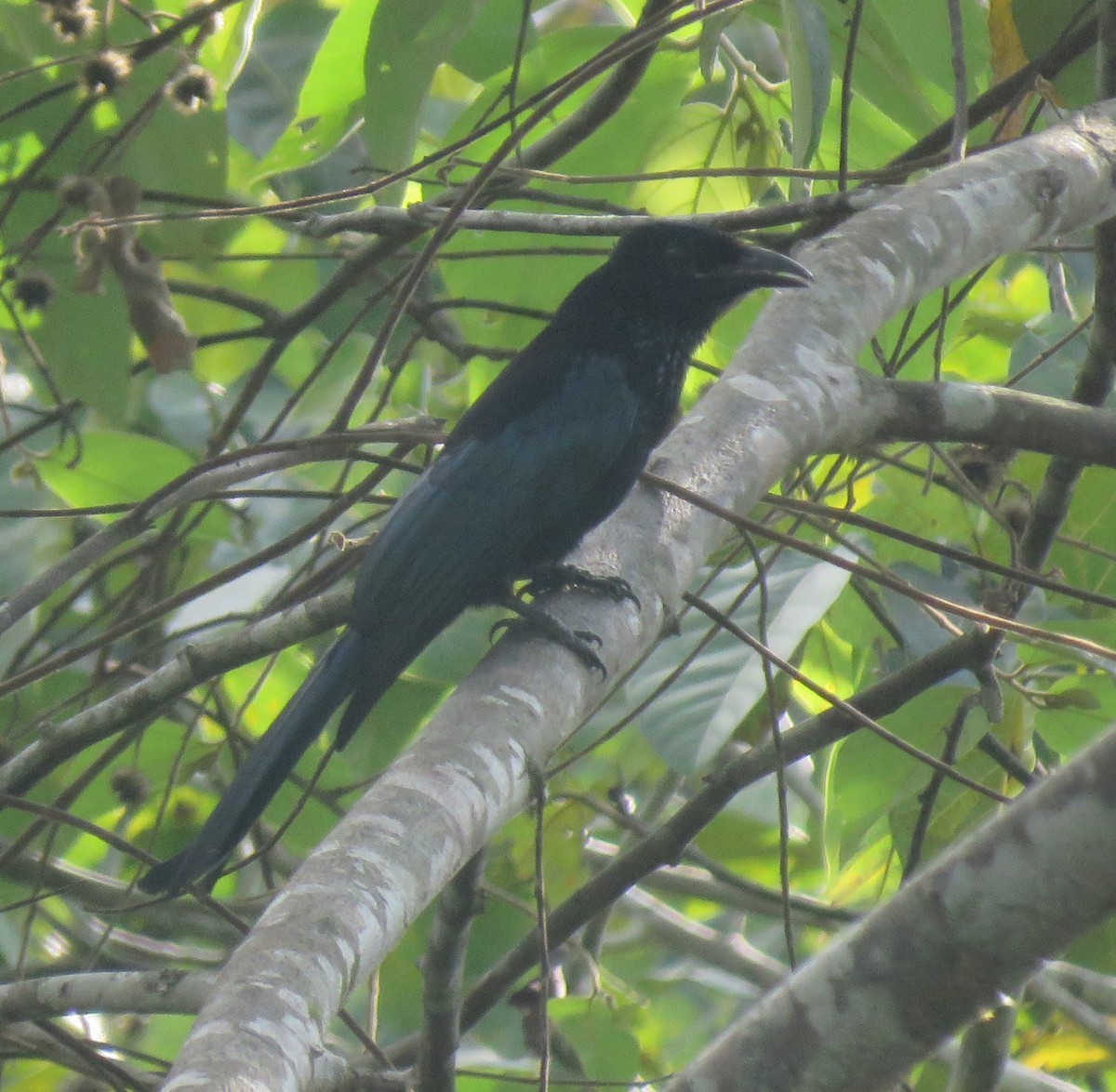 Hair-crested Drongo - ML627307727