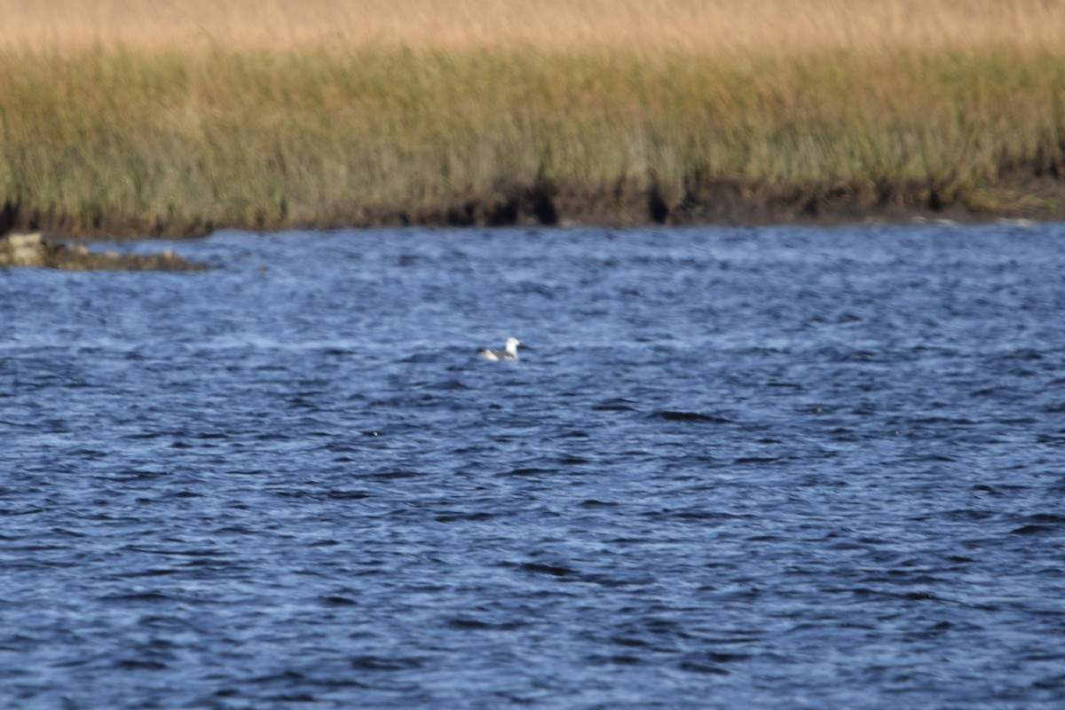 Black Skimmer - ML627307729